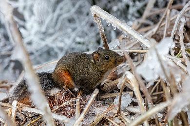 《超级机器人大战30》最新情报 免费付费内容即将上线